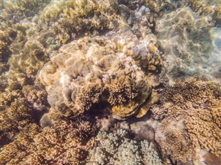 Fiji vejrudsigt