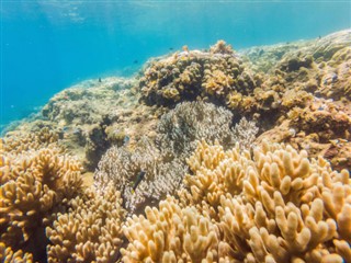 Fiji hava tahmini
