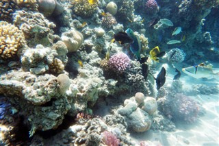 Fiji hava tahmini