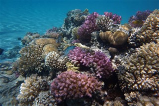 Fiji hava tahmini
