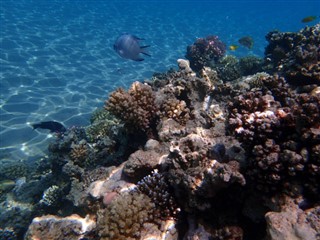 Fiji Hava tahmini