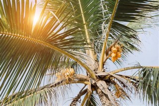 Fiji hava tahmini