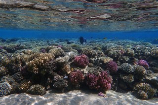 Fiji vejrudsigt