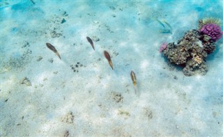 Fiji hava tahmini