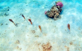 Fiji vejrudsigt