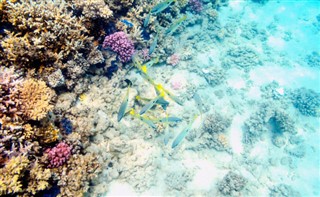 Fiji hava tahmini