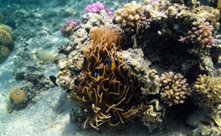 Fiji hava tahmini