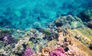 Fiji hava tahmini