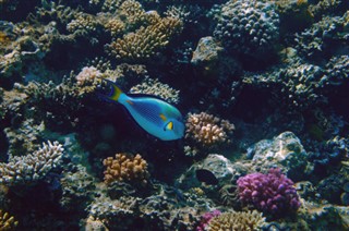 Fiji vejrudsigt