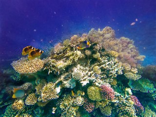 Fiji hava tahmini
