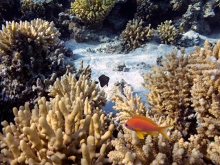 Fiji vejrudsigt