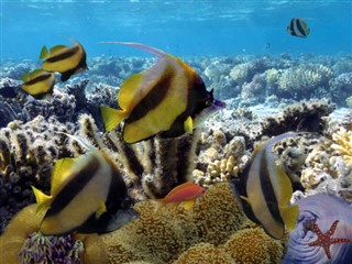 Fiji hava tahmini