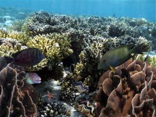 Fiji vejrudsigt