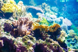 Fiji hava tahmini