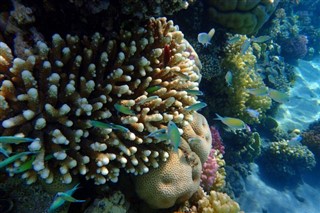 Fiji Hava tahmini