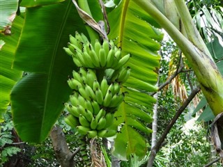 Fiji hava tahmini