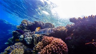 Fiji vejrudsigt