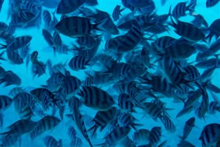 Fiji hava tahmini