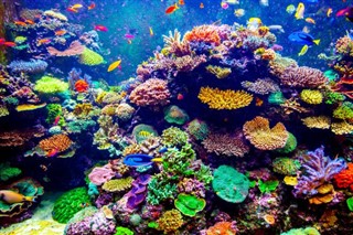 Fiji hava tahmini