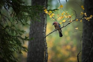 Finlandiya hava tahmini