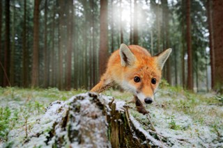 Finland vejrudsigt