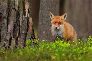 Finlandiya hava tahmini