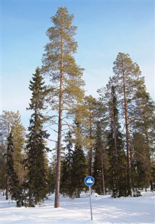 Finland vejrudsigt