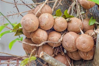 Fransk Guiana vejrudsigt
