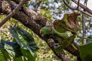 Fransk Guiana vejrudsigt