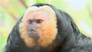Fransk Guiana vejrudsigt