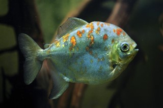 Fransk Guiana vejrudsigt