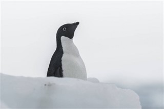 Franske Sydlige Territorier vejrudsigt