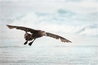 Terres australes françaises prévisions météorologiques