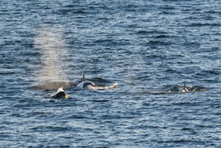 Südfranzösische Territorien pronóstico del tiempo