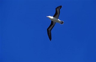 Franske Sydlige Territorier vejrudsigt