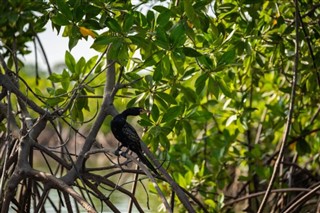 Gambia Időjárás-jelentés