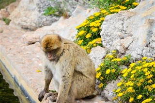 Gibraltar pronóstico del tiempo