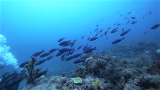 Grenada hava tahmini