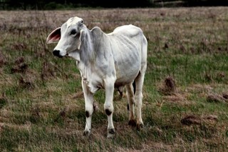 Guernsey vejrudsigt
