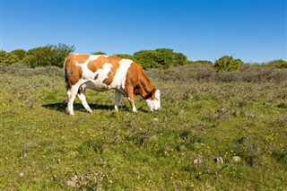 Guernsey vejrudsigt