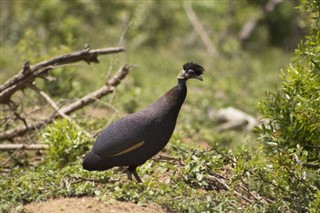 Guinea vejrudsigt