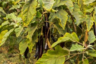 Guinea vejrudsigt