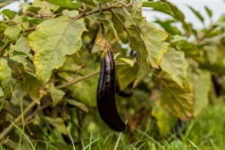 Guinea vejrudsigt