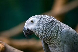 Gine-Bissau hava tahmini