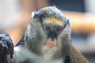 Guinea-Bissau vejrudsigt