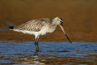 Guinea-Bissau vejrudsigt
