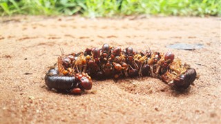 Bissau-Guinea időjárás-jelentés
