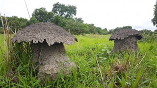Gine-Bissau hava tahmini