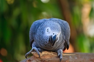 Guinea-Bissau vejrudsigt