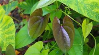Guyana hava tahmini